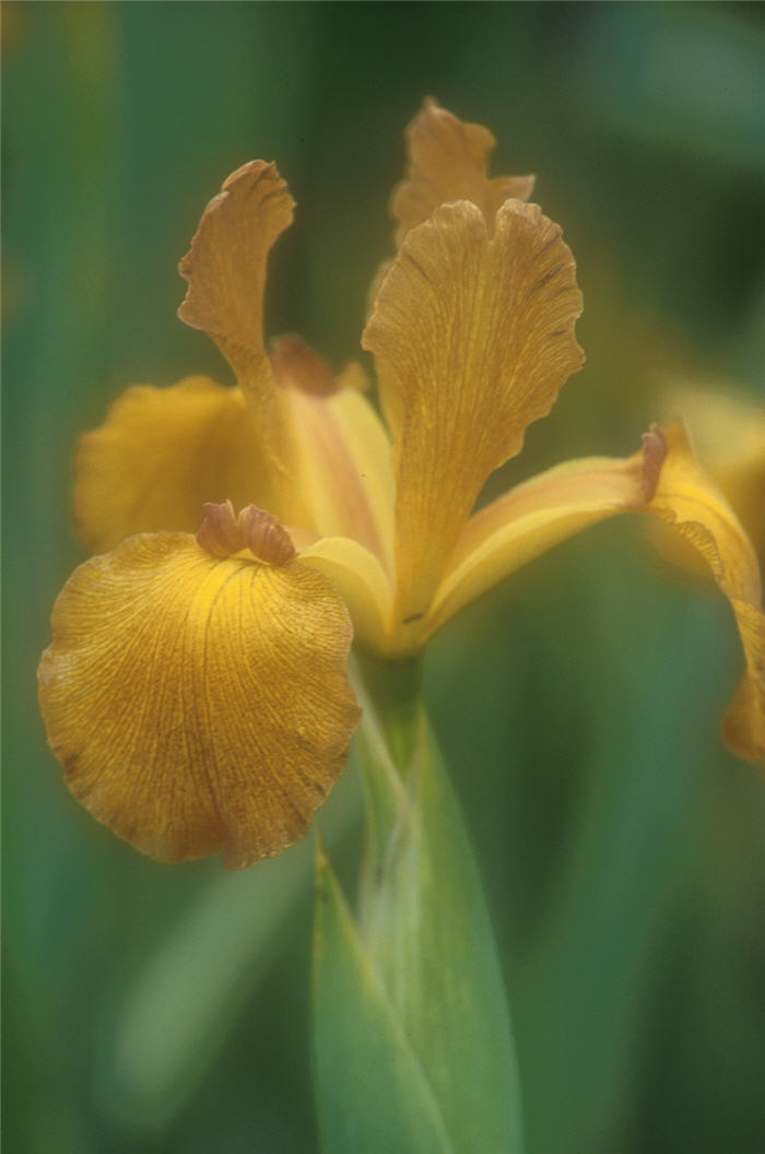 Iris bearded 'Imperial Bronze'