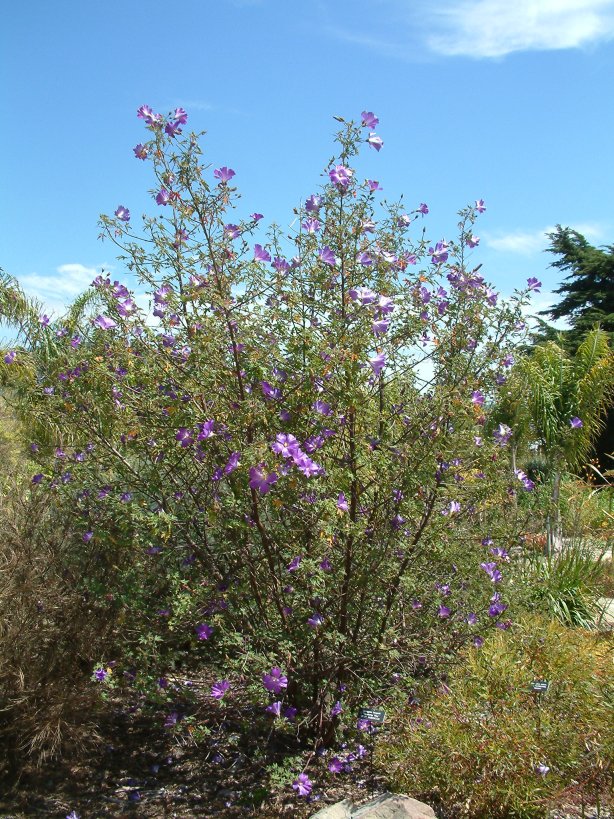 Plant photo of: Alyogyne huegelii 'Monterey Bay'