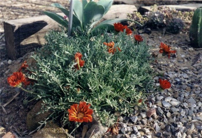 Plant photo of: Gazania X rigens leucolaena