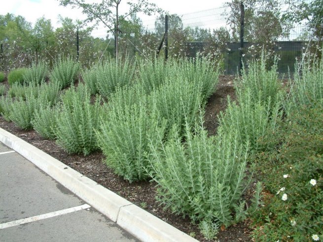 Plant photo of: Perovskia X atriplicifolia