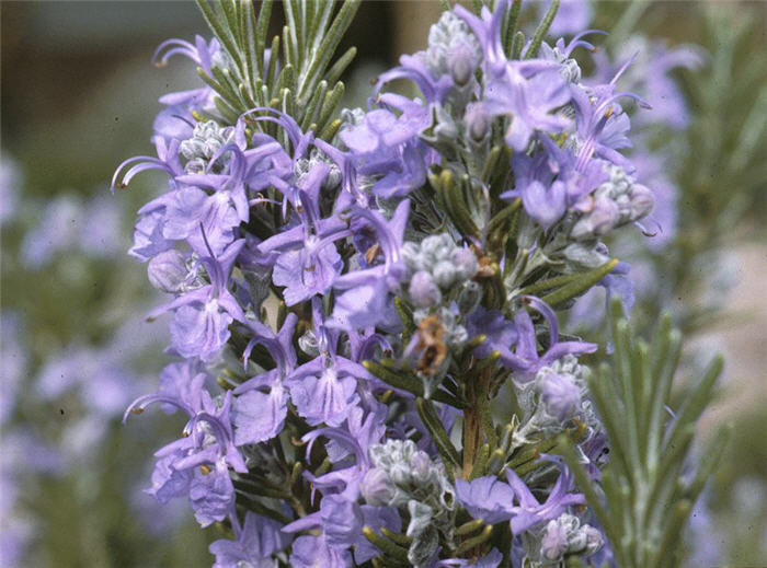 Tuscan Blue Upright Rosemary