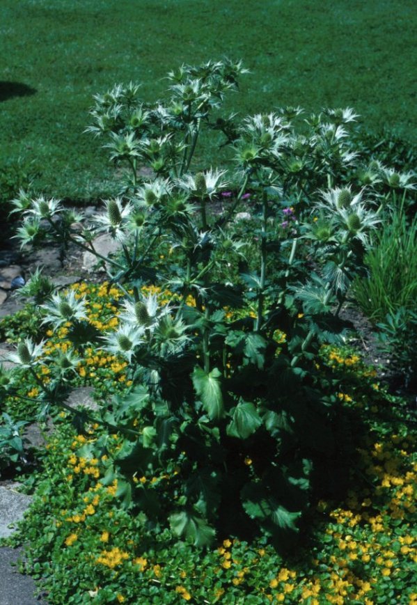 Plant photo of: Eryngium giganteum
