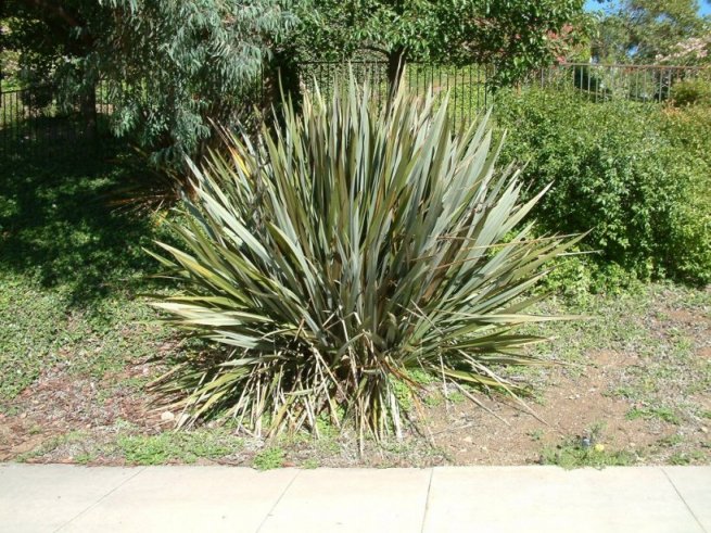 Plant photo of: Phormium tenax