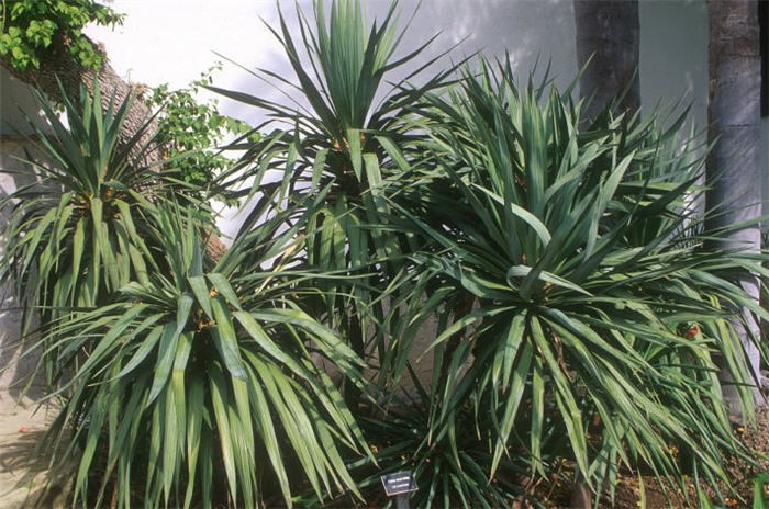 Plant photo of: Yucca recurvifolia