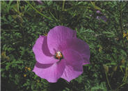Purple Delight Lilac Hibiscus