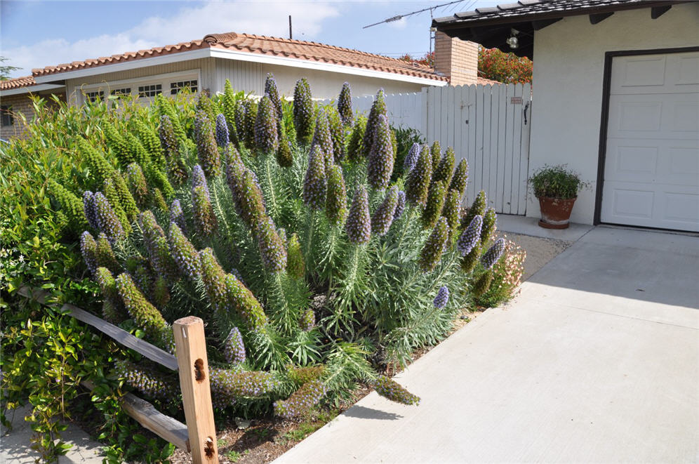 Echium in the Corner of Driveway