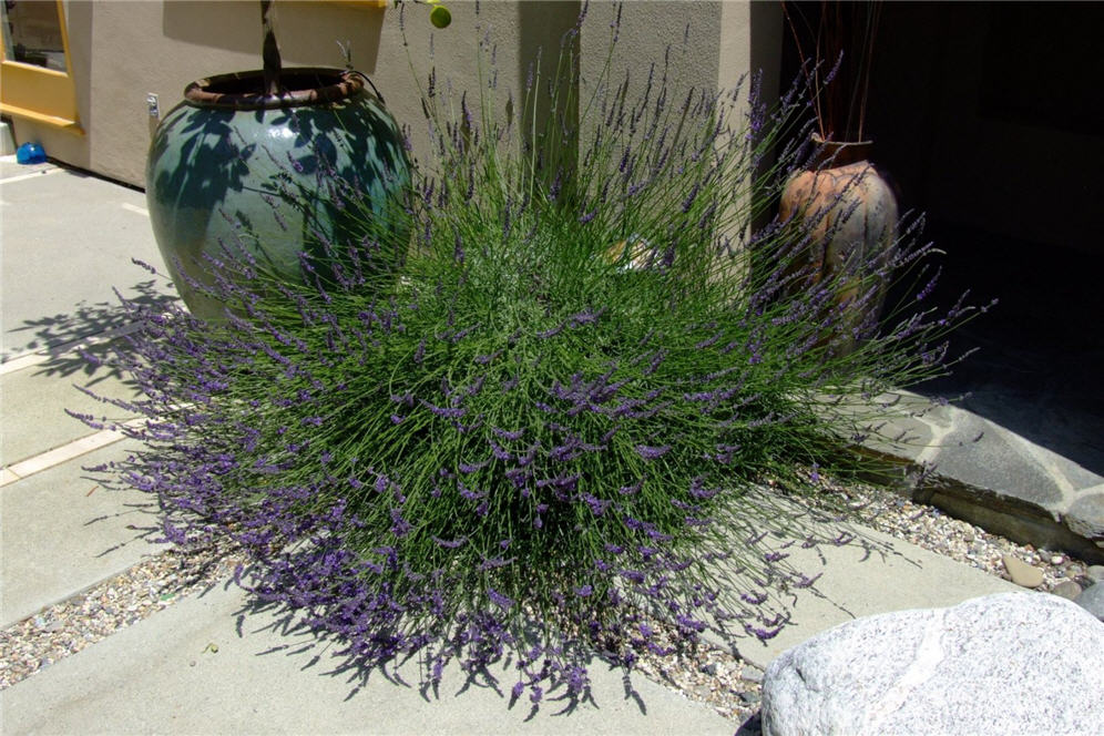 Lavandula Loveliness