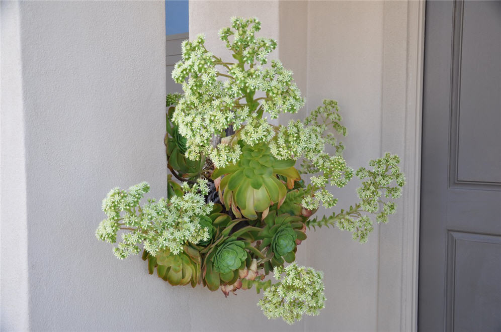 Succulent Flower Explosion