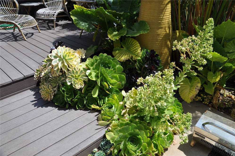 Succulents Exploding in Bloom