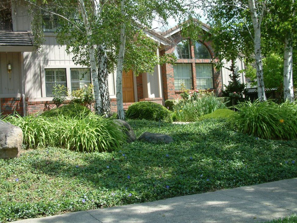 Meadow Garden with Vinca Minor