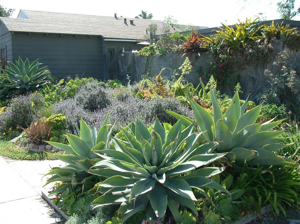 Agaves Add Drama