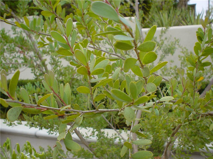 Plant photo of: Leptospermum laevigatum