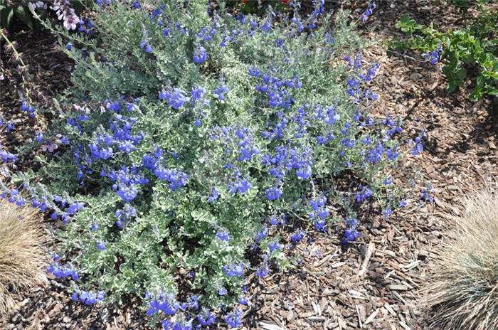 Plant photo of: Salvia chamaedryoides