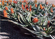 Bitter Tree Aloe