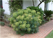 Dome Euphorbia