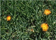 Orange Ice Plant