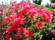 Bougainvillea, San Diego Red