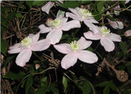 Pink Anemone Clematis, Rubens