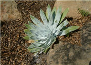 Chalk Dudleya, Chalk-Lettuce