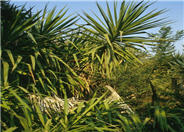 Giant  Yucca, Big Strap Yucca