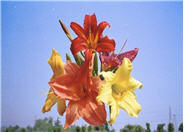 Hybrid Daylily (various)