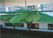 Australian Tree Fern