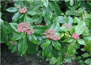 Laurestinus Viburnum